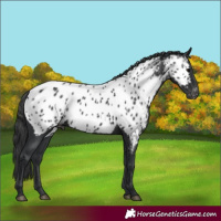 Horse Color:Black Appaloosa Rabicano 