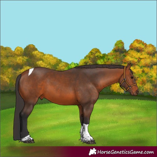 Horse Color:Bay Tobiano 