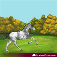 Horse Color:White Spotted Blue Roan Appaloosa 