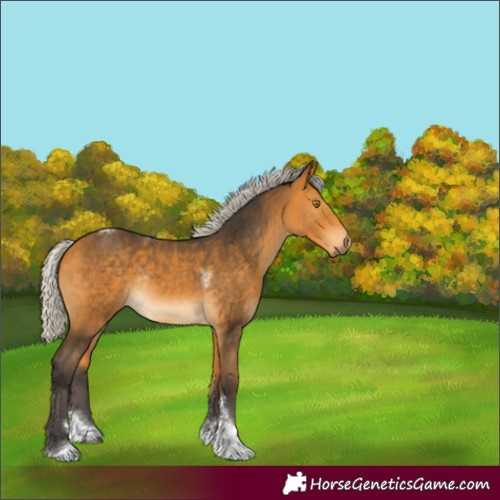 Horse Color:Silver Buckskin Tobiano Rabicano 