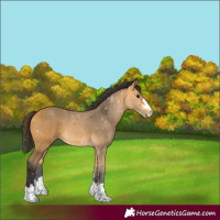 Horse Color:Buckskin 