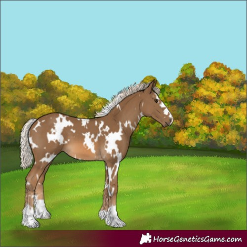 Horse Color:White Spotted Chocolate Palomino 