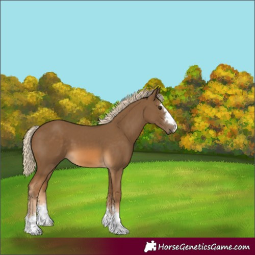 Horse Color:Chocolate Palomino