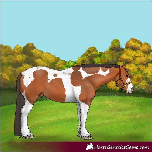 Horse Color:Bay Tobiano 