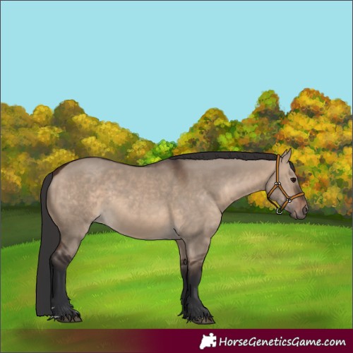 Horse Color:Brown Dun 
