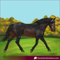 Horse Color:Gray Bay 