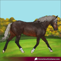 Horse Color:Gray Silver Bay