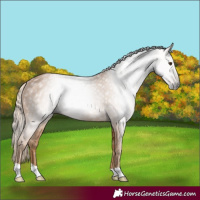 Horse Color:Gray Palomino Rabicano