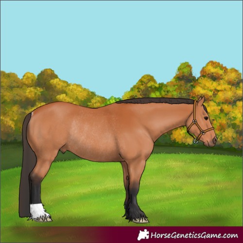 Horse Color:Bay Rabicano 