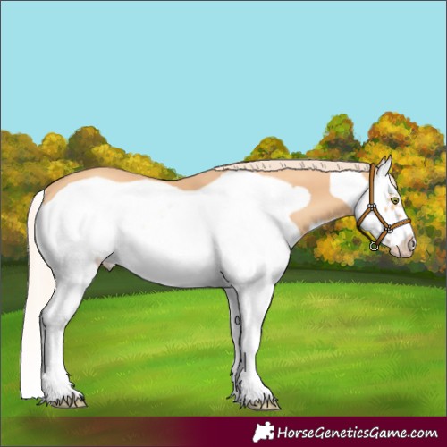 Horse Color:Gold Champagne Splash Frame 