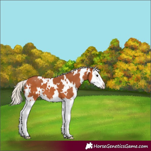 Horse Color:White Spotted Silver Bay Splash