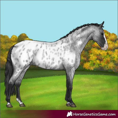 Horse Color:Blue Roan Splash Near Leopard 