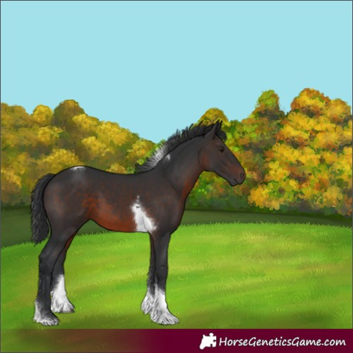 Horse Color:Brown Tobiano 