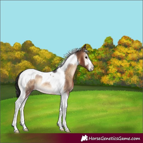 Horse Color:Brown Onyx Tobiano Rabicano