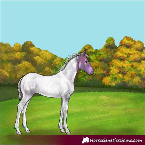 Horse Color:Watercolor White Spotted Silver Brown Tobiano