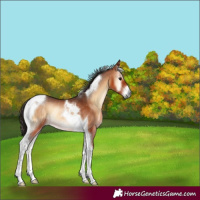 Horse Color:Bay Onyx Tobiano Rabicano 
