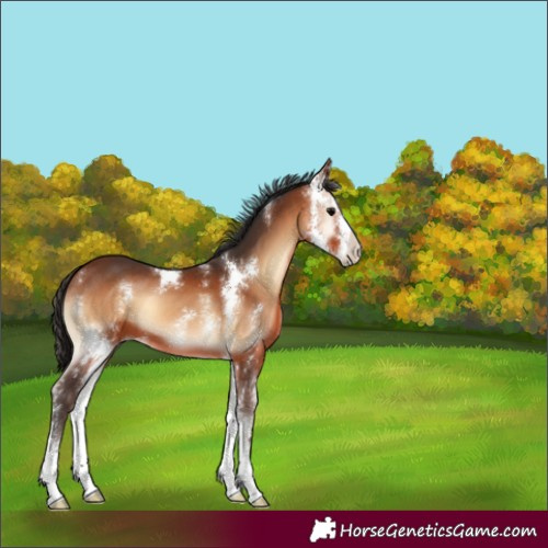 Horse Color:Bay Onyx Sabino 