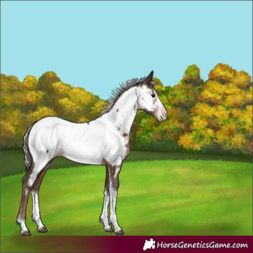 Horse Color:Silver Black Sabino Tobiano Near Fewspot Rabicano 