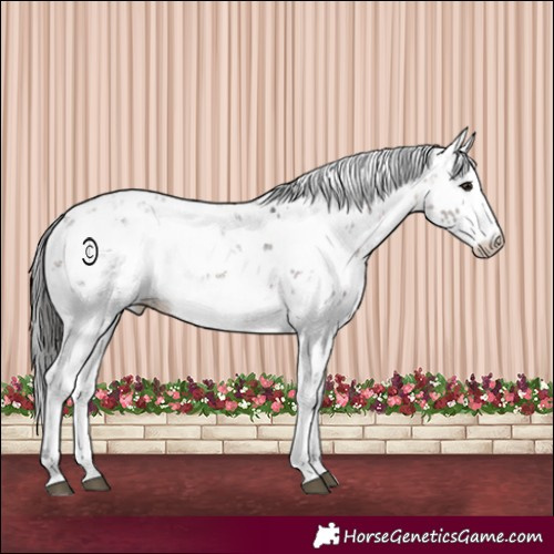 Horse Color:Brown Sabino 