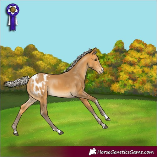 Horse Color:Silver Buckskin Appaloosa 