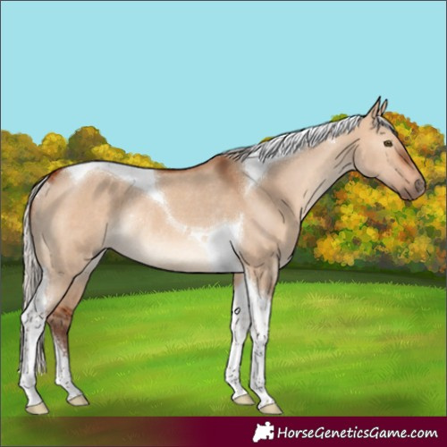 Horse Color:Silver Bay Dun Tobiano Rabicano
