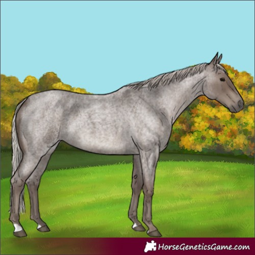 Horse Color:Silver Blue Roan 