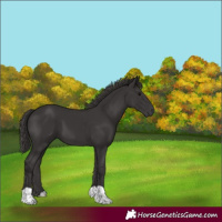 Horse Color:Smoky Black 