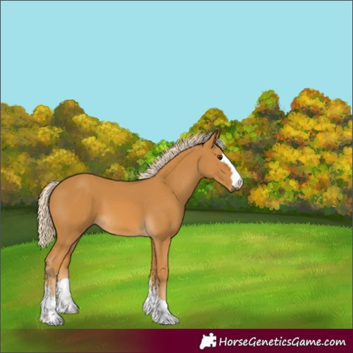 Horse Color:Palomino
