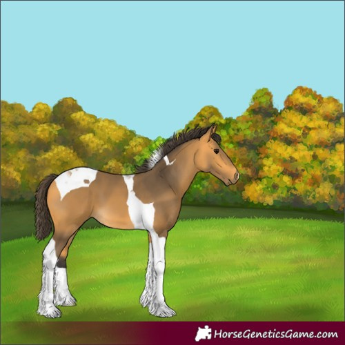 Horse Color:Buckskin Tobiano
