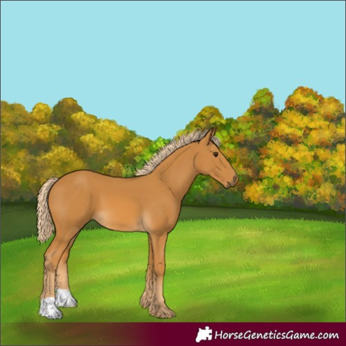 Horse Color:Palomino 