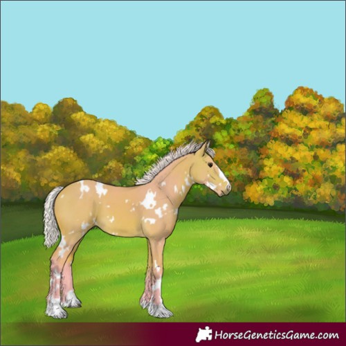 Horse Color:Watercolor White Spotted Silver Buckskin