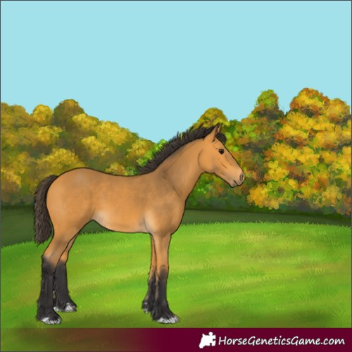 Horse Color:Buckskin 