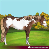 Horse Color:Liver Chestnut Frame 