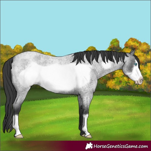 Horse Color:Blue Roan Frame 