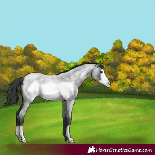 Horse Color:Blue Roan Frame 