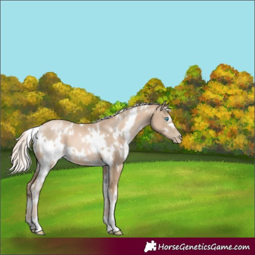 Horse Color:White Spotted Chocolate Palomino Pearl 