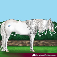 Horse Color:Gray Silver Smoky Creme Roan Sabino Frame Rabicano