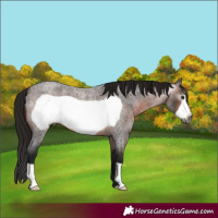 Horse Color:Gray Bay Roan Frame 