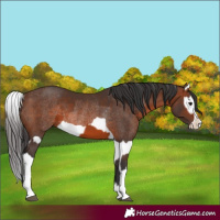 Horse Color:Brown Rabicano  and Brown Splash Rabicano 