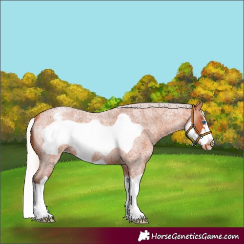 Horse Color:Silver Bay Roan Splash Frame Varnish 
