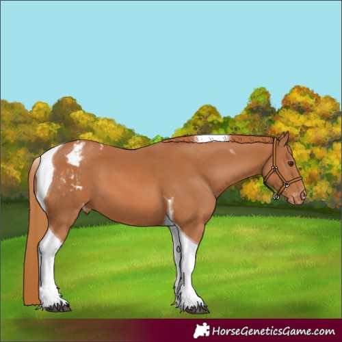 Horse Color:Chestnut Tobiano Blanket 