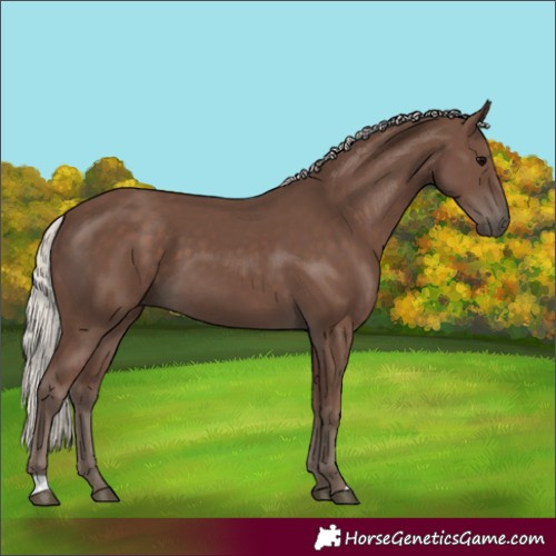 Horse Color:Silver Black