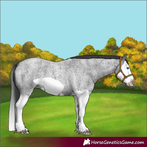 Horse Color:Blue Roan Splash Frame 