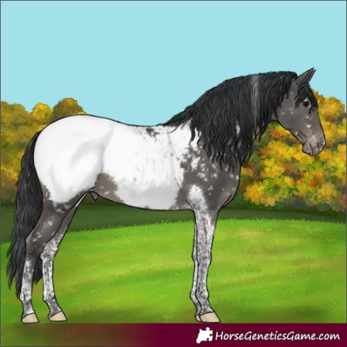 Horse Color:Black Tobiano Appaloosa 