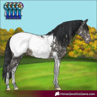 Horse Color:Black Tobiano Appaloosa 