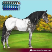 Horse Color:Black Tobiano Appaloosa 