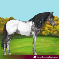 Horse Color:Black Tobiano Appaloosa 
