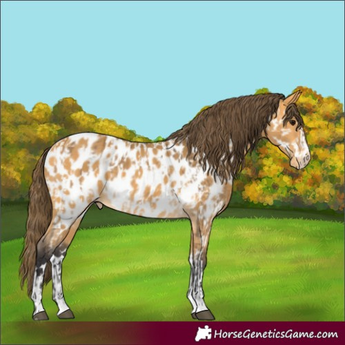 Horse Color:Buckskin Appaloosa  and Buckskin Appaloosa 