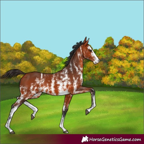 Horse Color:Bay Sabino Rabicano