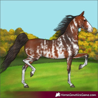 Horse Color:Bay Sabino Rabicano 